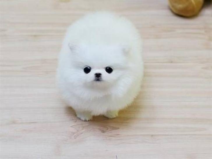 Regalo Cachorros Pomerania **,.;lkj//´´