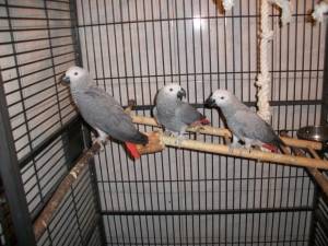 Regalo Preciosos loros Grises Africanos.**.;;;ll