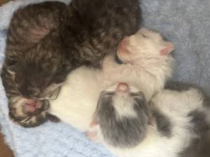 Camada de gatitos persa