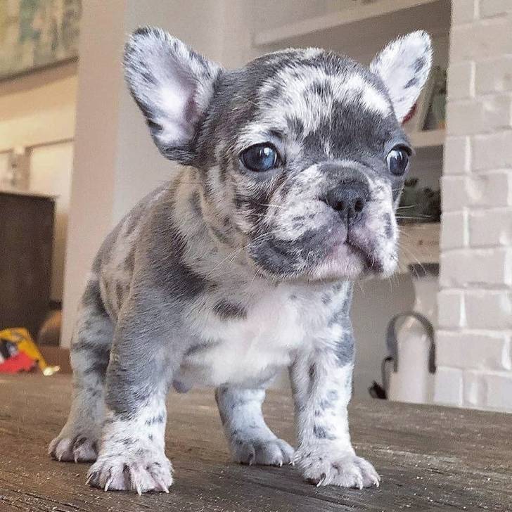 Regalo Cachorros Bulldog Frances **-**.;