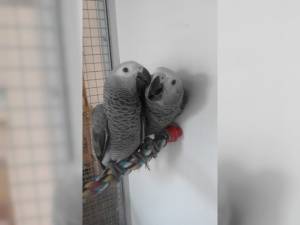 Regalo Preciosos loros Grises Africanos..;´;/;..;.;´