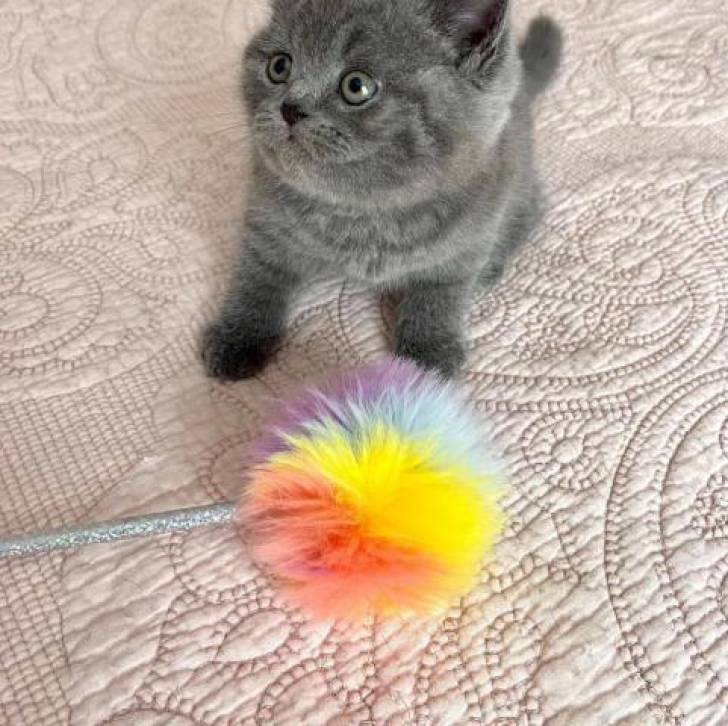 !!u GATITOS DE y  BRITÁNICO DE PERLO CORTO