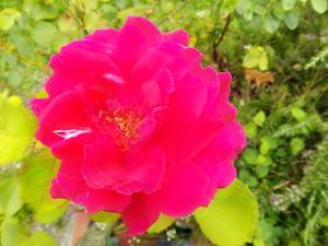 Busco mujer femeninana