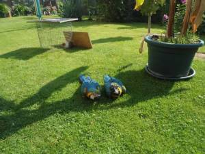 Regalo loro Guacamayo Azul y Dorado /´;;;;.;;;