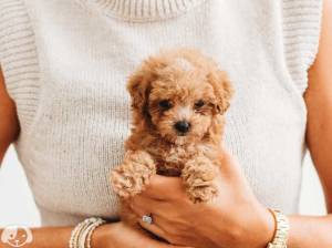 Regalo Cachorros De Caniche*--*;[-
