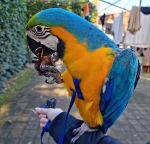 Azul y oro loro guacamayos!!!!!