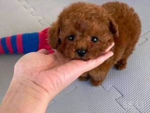 Caniche Mini O Micro Toy%