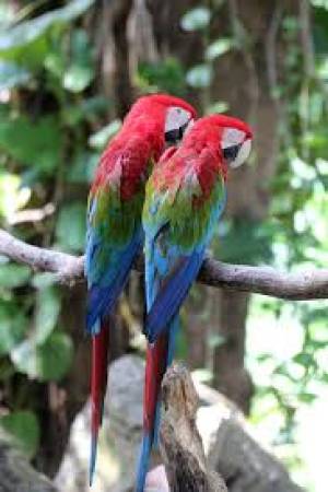 Loro guacamayo escarlata##