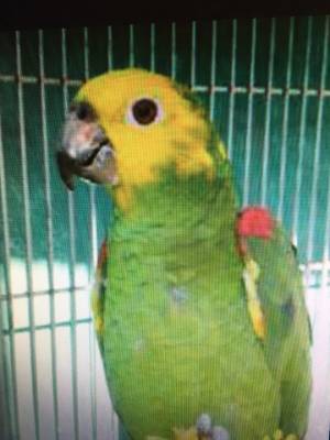 Loro guacamayo Amazonas PO