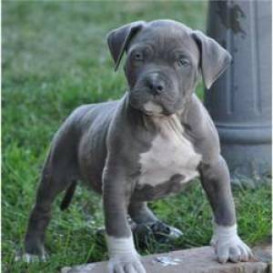 Encantadores Cachorros Pitbull