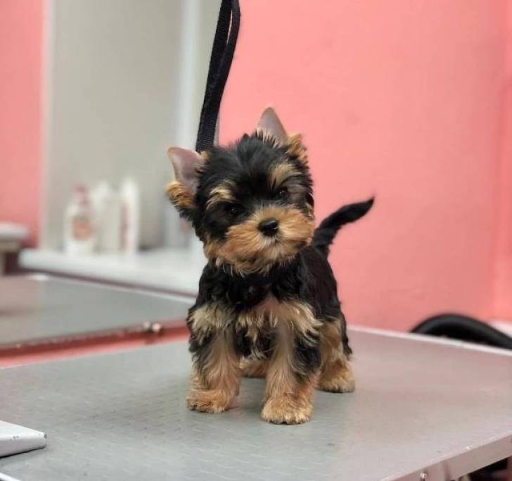 Cachorro de Yorkshire Terrier!!!!!2