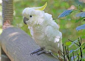 Adoptar loro cacatúa((