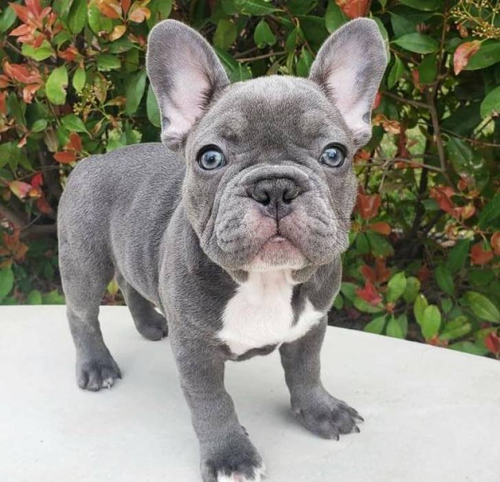 Cachorro de bulldog francés%%