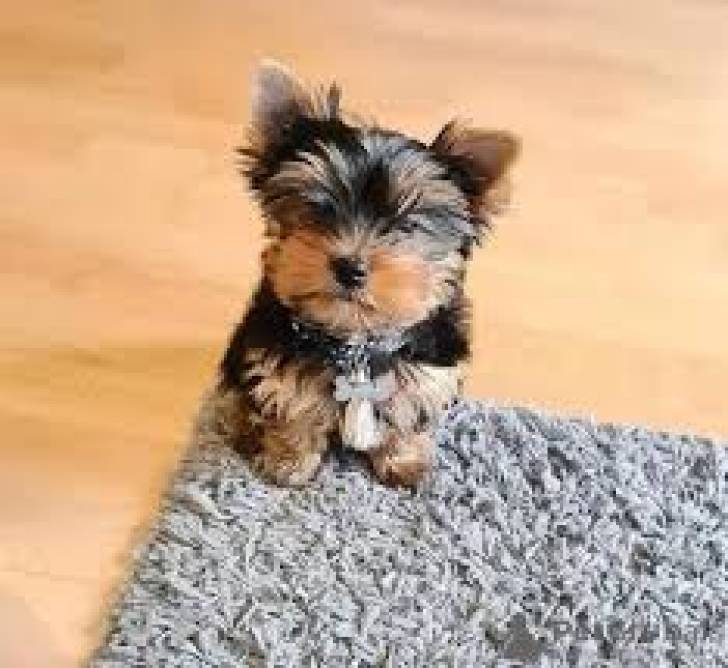 - Hermosos cachorros yorkshire terrier en a