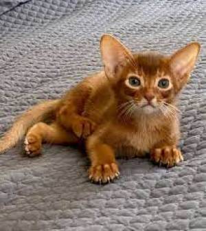 Preciosos gatitos abisinios en adopción.@@