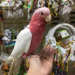 Polluelos rosados cacatúa domar críasJJJ