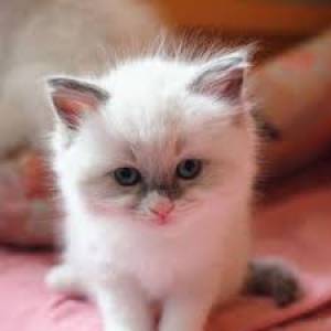 dopción gatita ragdoll color seal bicolor