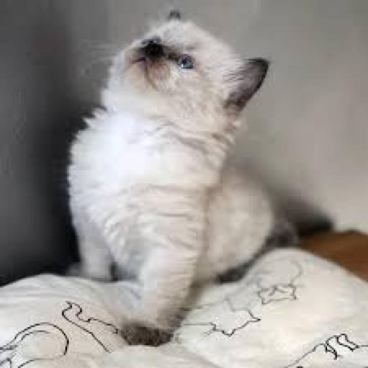 Adopción gatita ragdoll 1