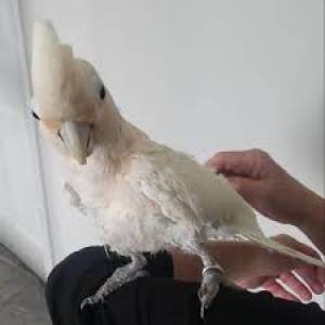 Mini cacatúa Gofina, cacatúa DD