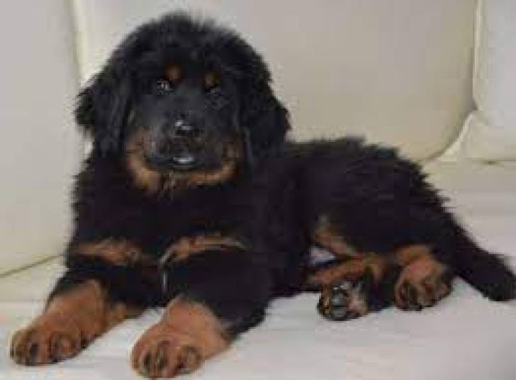 Cachorros mastín tibetano en ADOPCIÓN9