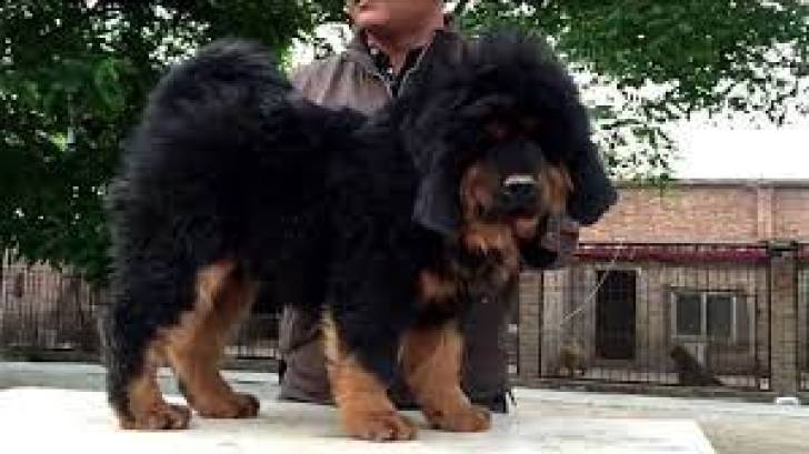 Cachorros mastín tibetano en ADOPCIÓN0
