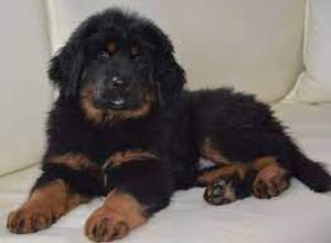 Cachorros mastín tibetano en ADOPCIÓNE