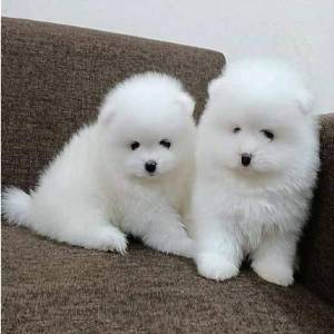 CACHORRO POMERANIA MINI TOY MACHO Y HEMBRA
