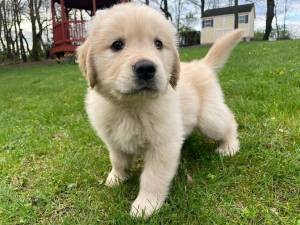 cachorros golden retriever para adopcion60