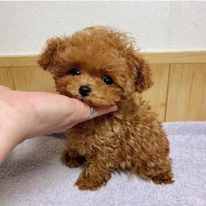 REGALO CACHORRO CANICHES MACHO Y HEMBRA