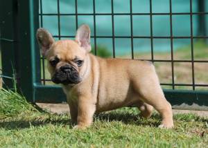 cachorro bulldog frances