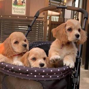 cachorro cocker spaniel macho y hembra