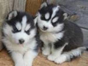 REGALO CAMADA HUSKY SIBERIANO CACHORROS