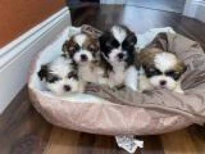 Regalo Cachorros Shih Tzu macho y hembra