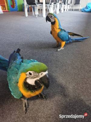 loro guacamayo disponibles