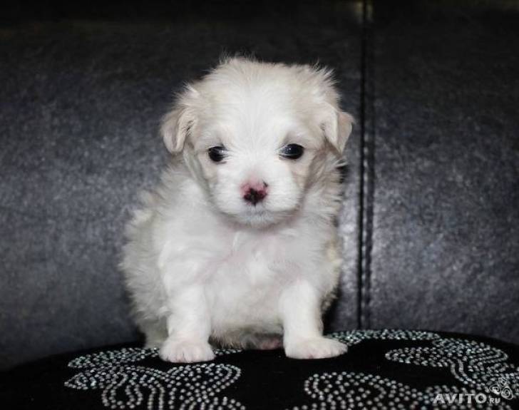 Cachorro Bichon Maltes de Pura RazaEE