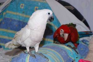 parlante, mano, bebé, cacatúa, loroBB