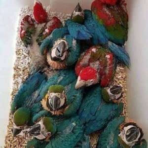 @@ Loros de bebé y huevos de loro ~YY