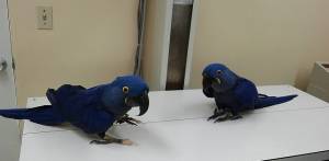 _+_hablando guacamayo loros para la adopción }{"{}:}{66