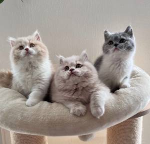 Gatito británico de pelo corto asequible disponibleT