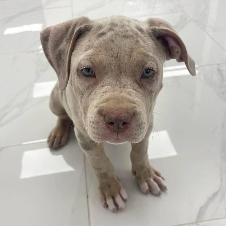 cachorros pitbull para adopcion 1