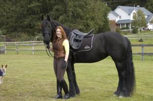 caballo castrado frison saludable
