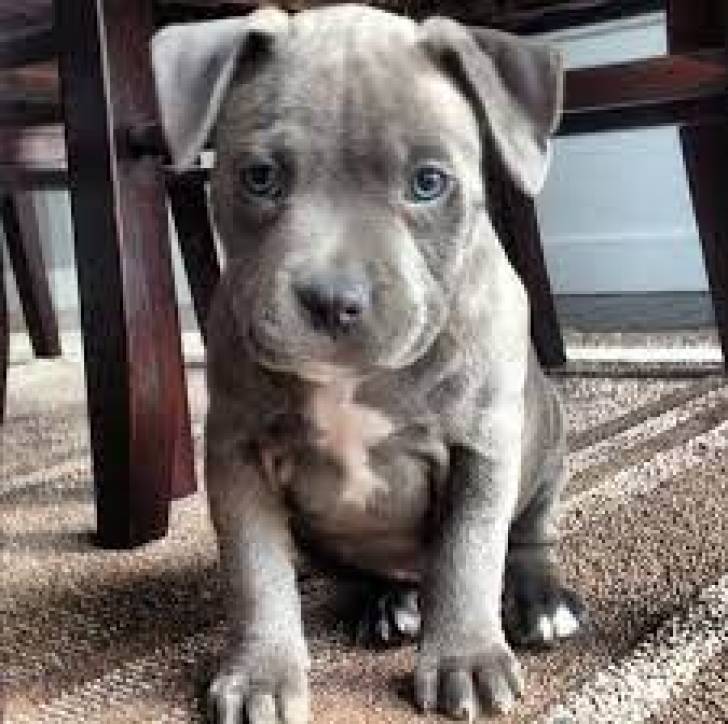 PITBULL .3,//CACHORROS DISPONABLES PARA REGALO,./