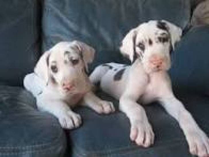 GRAN DANÉS d CACHORROS DISPOANBLES PARA ADOPCION