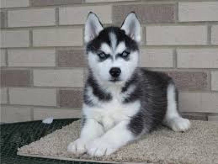 d/ HUSKY SIBERIANO CACHORROS DISPONABLES PARA REGALO