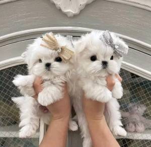 3Bichon Maltes whatsapp +34 615522755