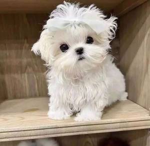 hermoso cachorro maltes para adopcion