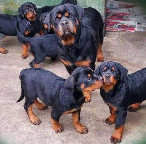 adorables cachorritos rottweiler para adopcion gratuita