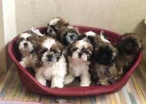 hermosos cachorros mini shih tzu para adopcion Estos ca