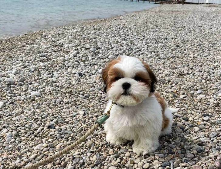 hermosos cachorros mini shih tzu para adopcion Estos ca