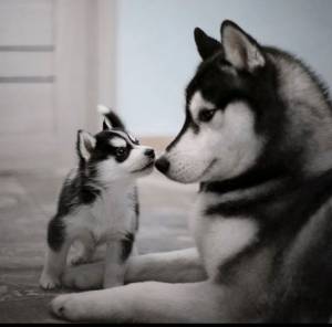 EXCELENTES CACHORROS HUSKY EN ADOPCIÓN l
